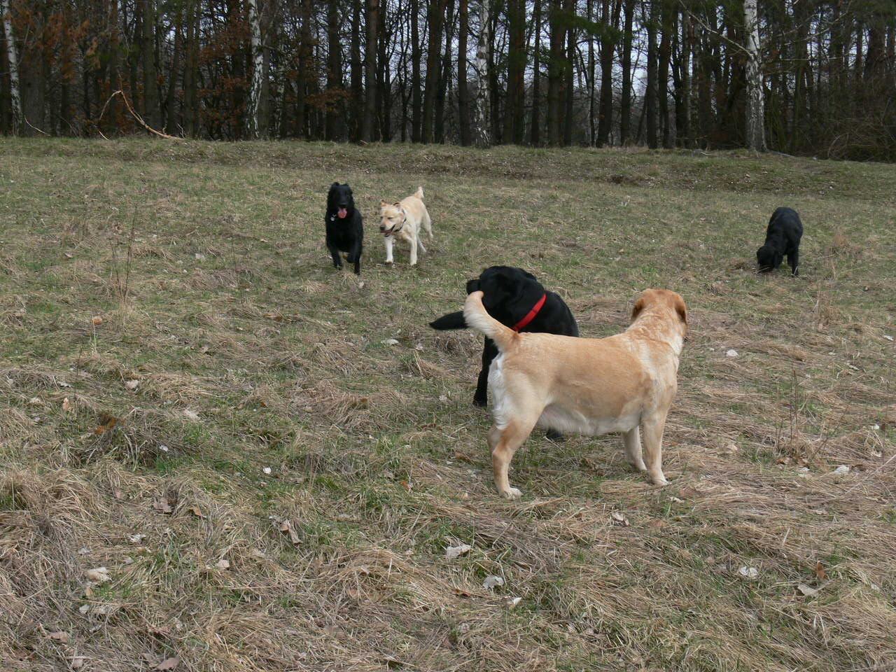 Bella, Abby, Ash, Tracey a Wiki