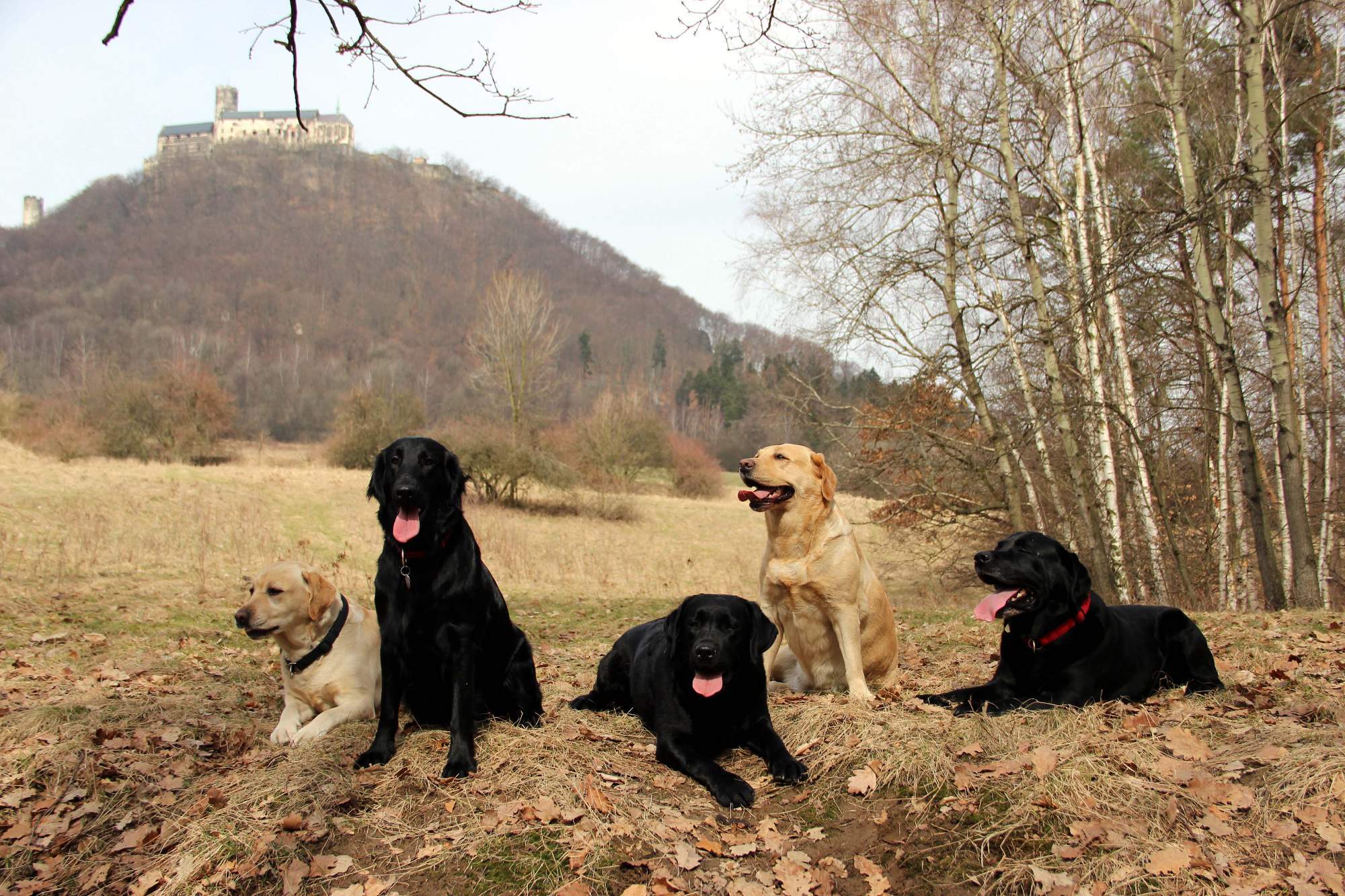 Abby, Bella, Wiki, Tracey a Ash