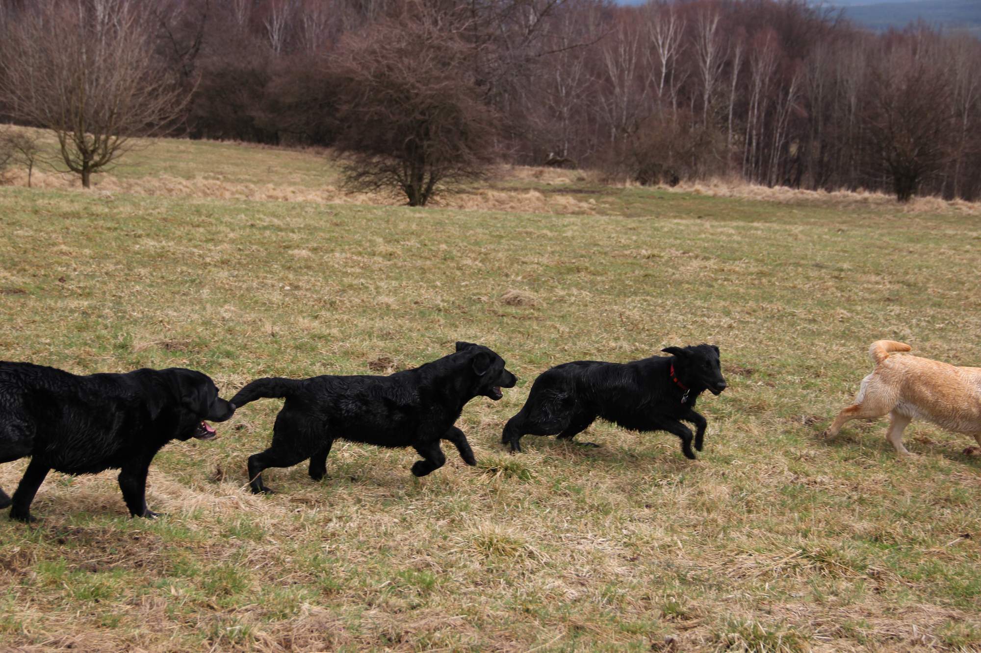 Ash, Wiki, Bella a Tracey