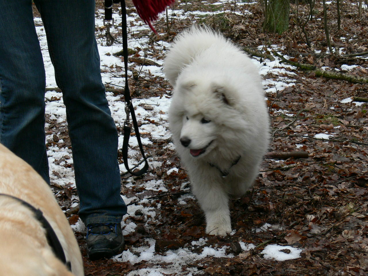 štěňátko samojeda, březen 2013