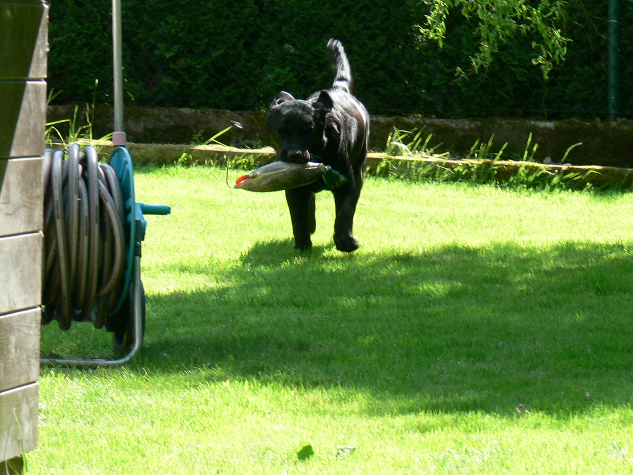 Freddie poprvé s aportem