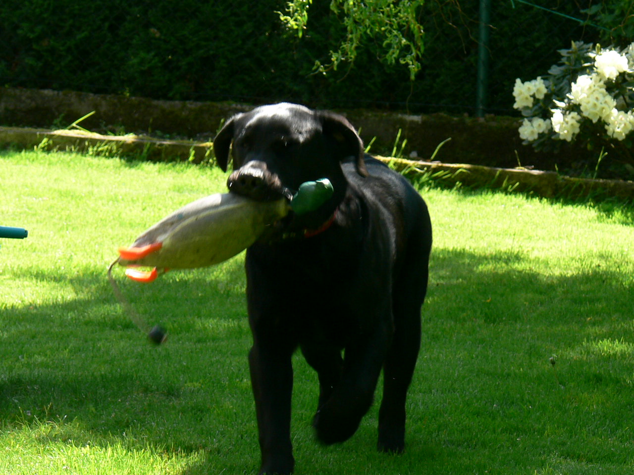 Freddie se chová jako správný labrador:)