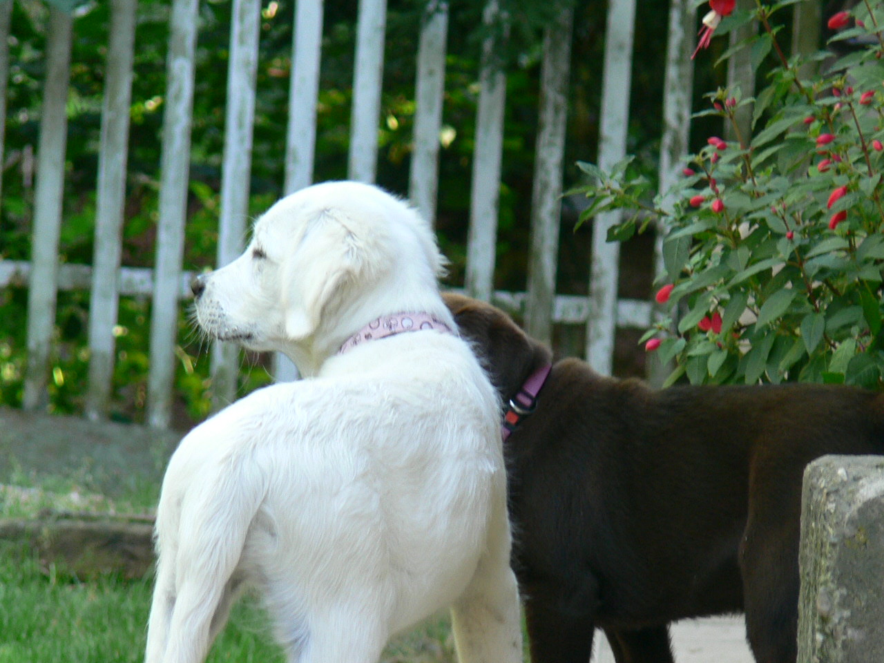 labradorka Jessi s goldenkou Jenny