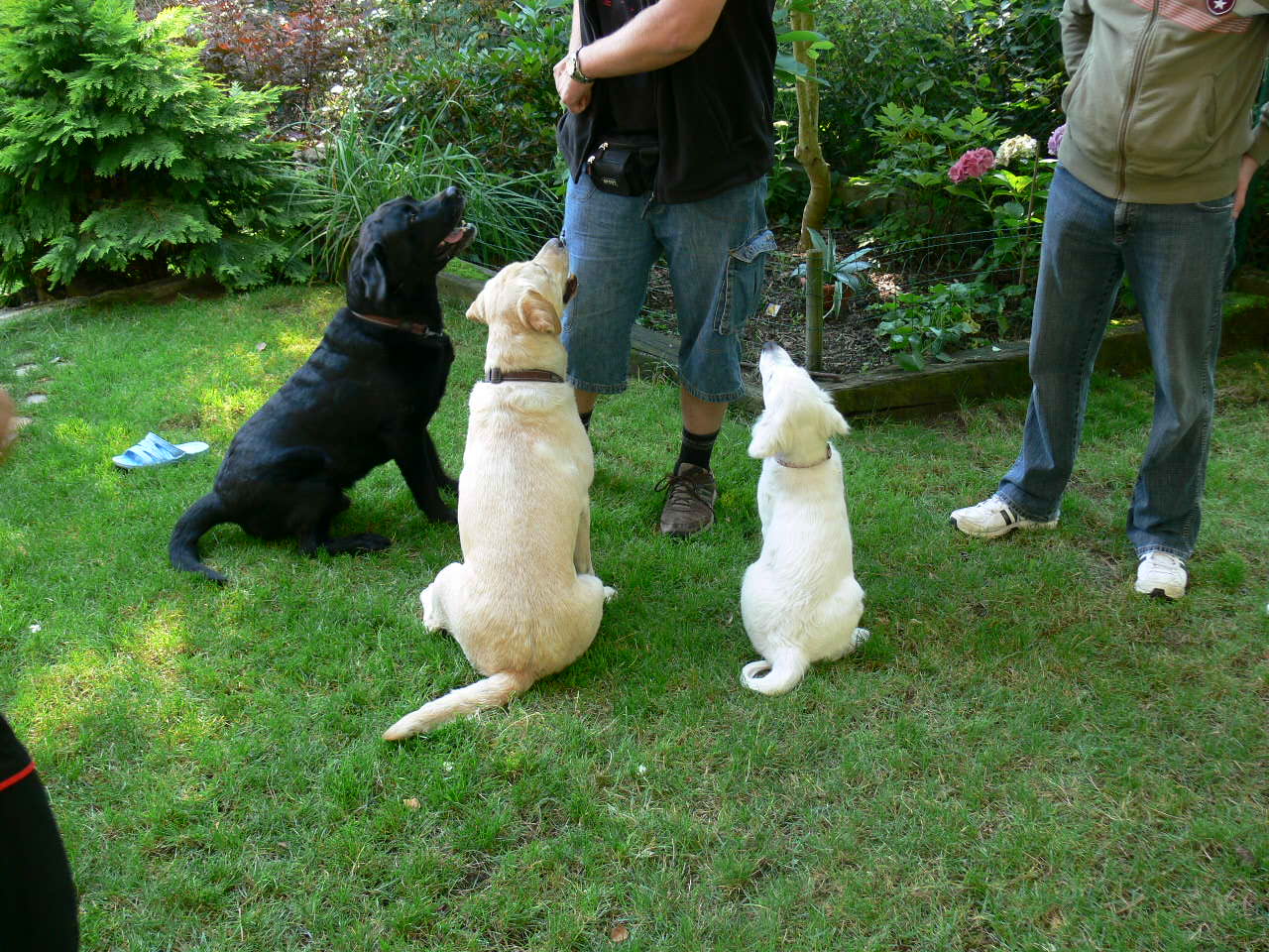 Ash, Abby a Jenny a páníček s piškoty...