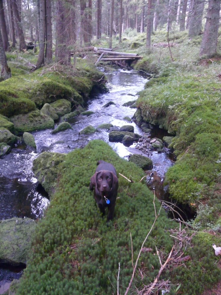 Jessi v NP Šumava