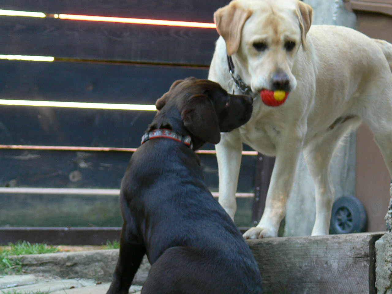 Abby, Jessi a balónek...