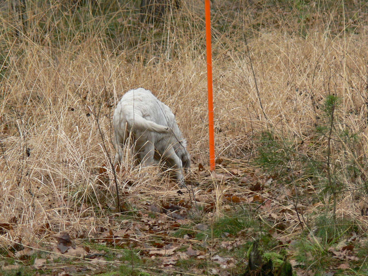 dohledávka