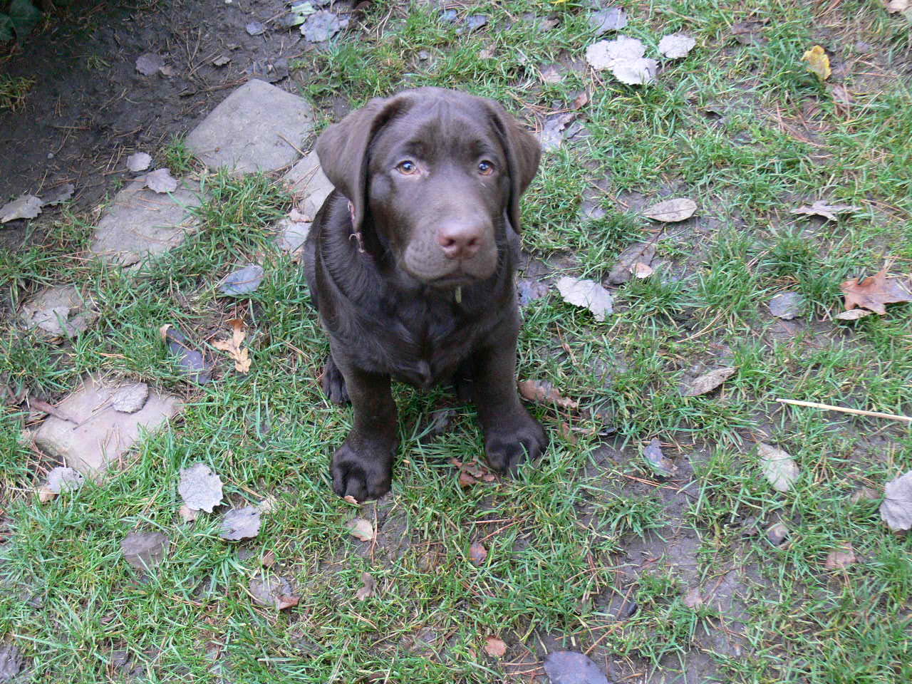 štěně čokoládového labradora Akii