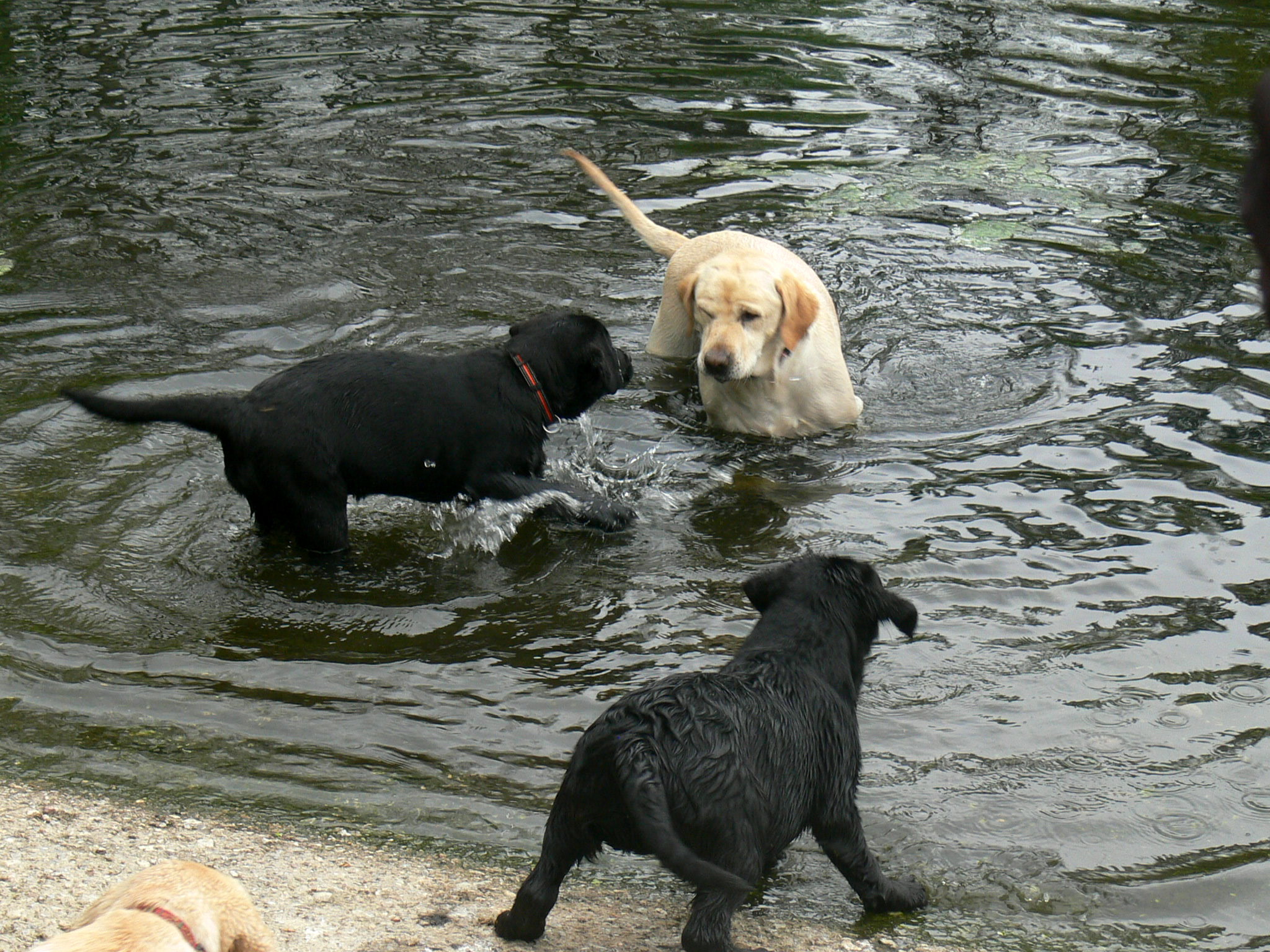 Casey a Abby ve vodě, na břehu Clair