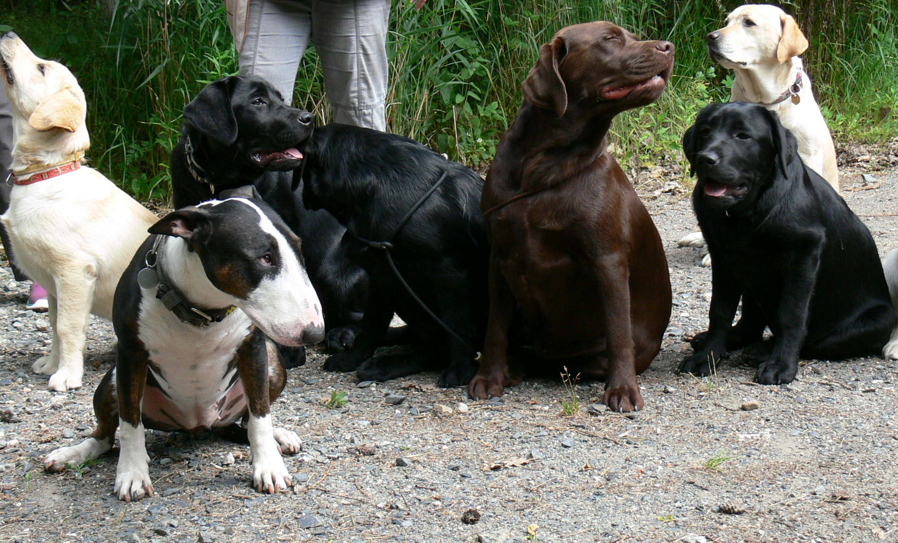 Celine, Daisy, Coudy, otočená Clair, Roxi, Casey a Abby