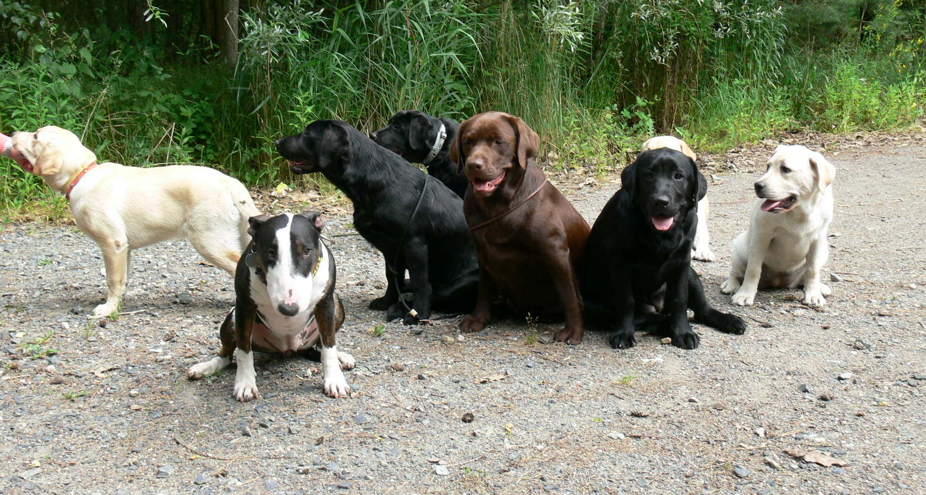 Celine, Daisy, Clair, Coudy, Roxi, Casey, schovaná Abby a Collet