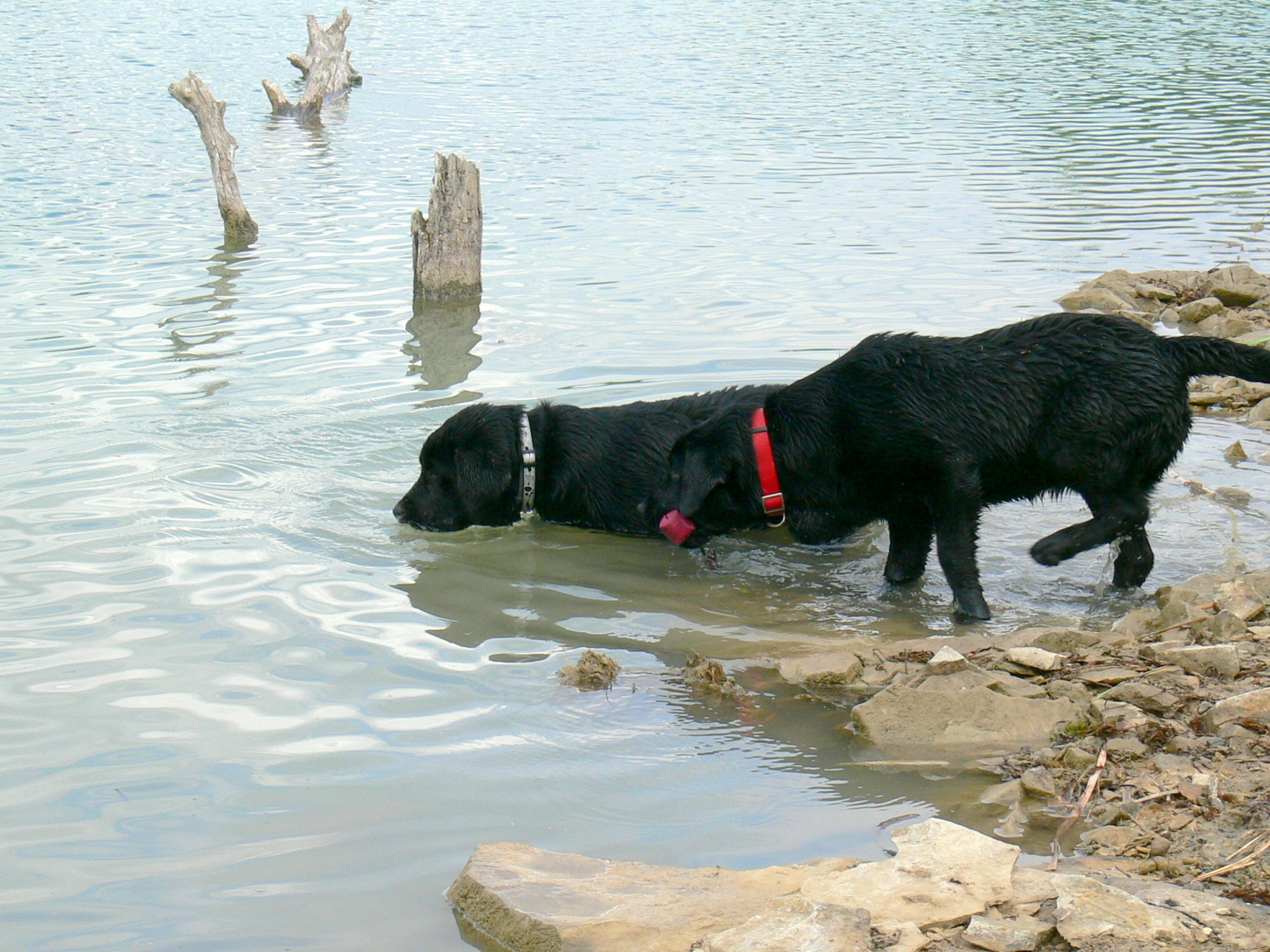 Coudy (světlý obojek) a Casey