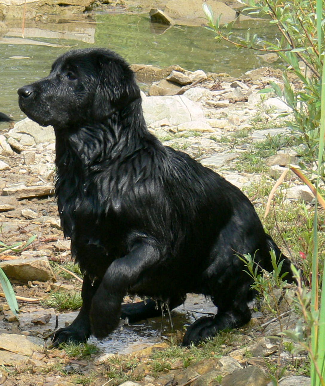 Je to labrador nebo flat (Casey)