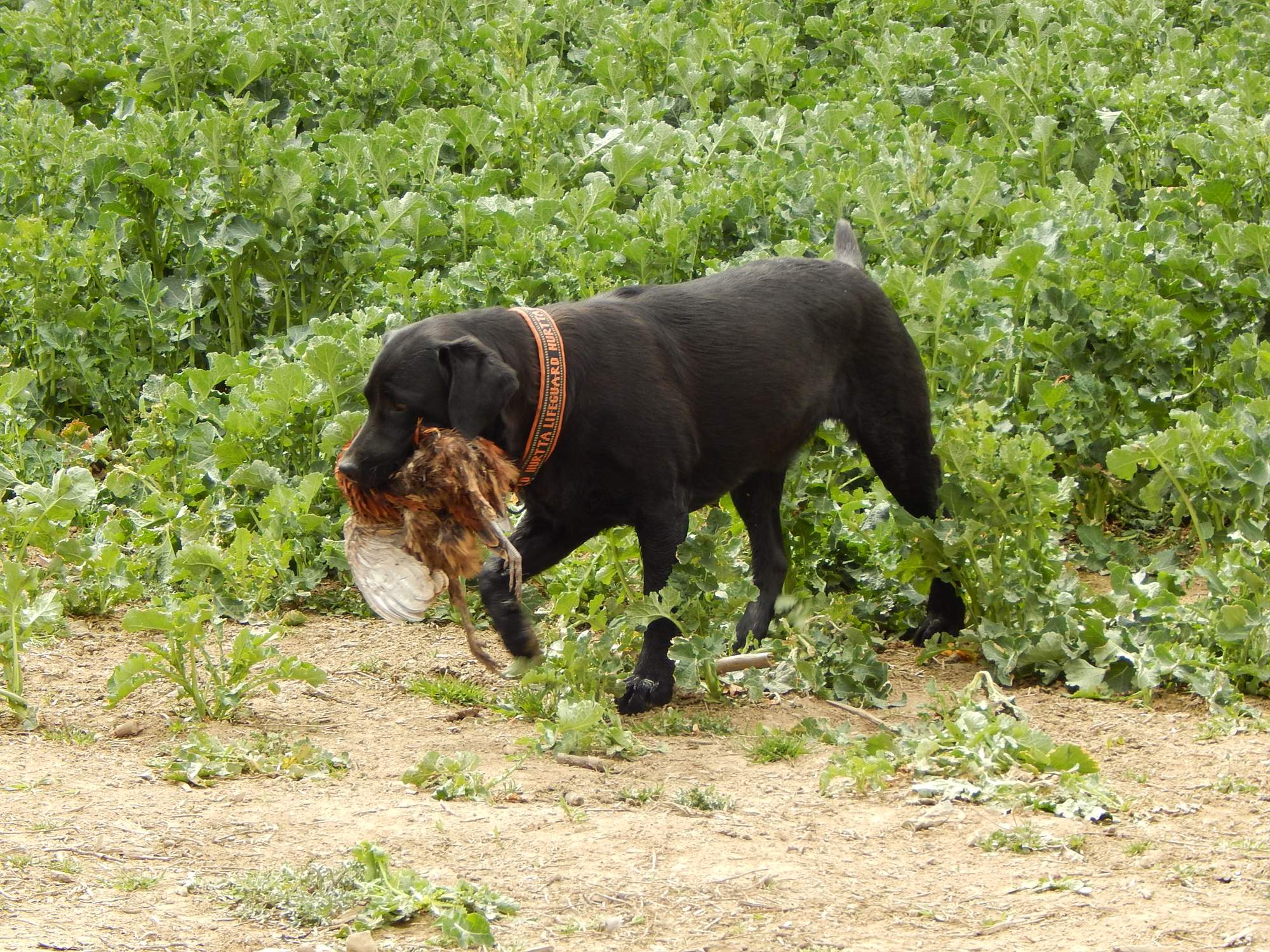 Casey a bažant