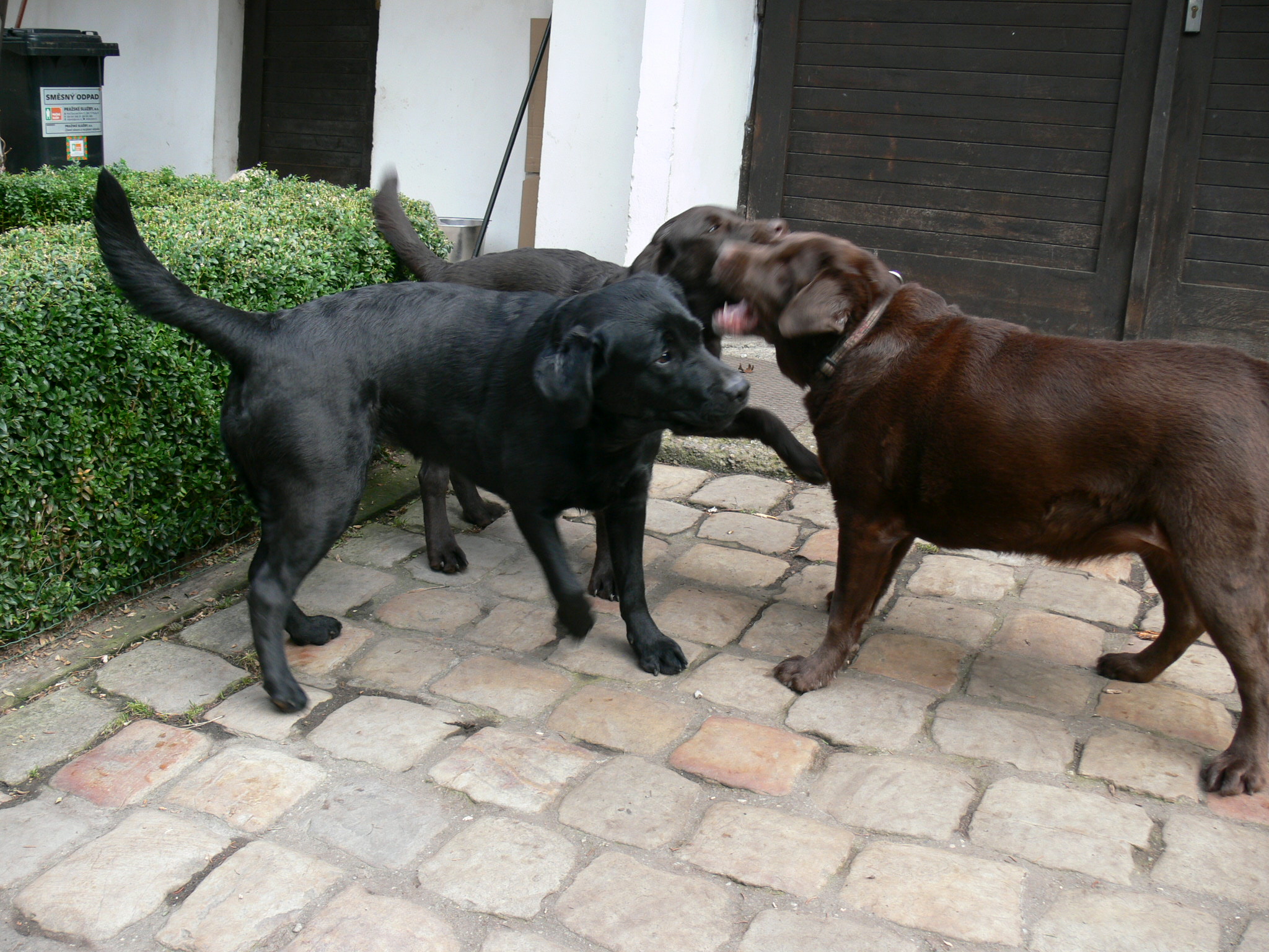 Casey, Bohoušek a Roxanka