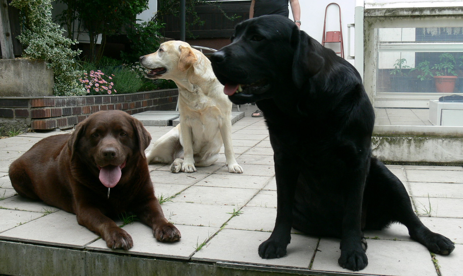 Roxanka, Abby a Casey