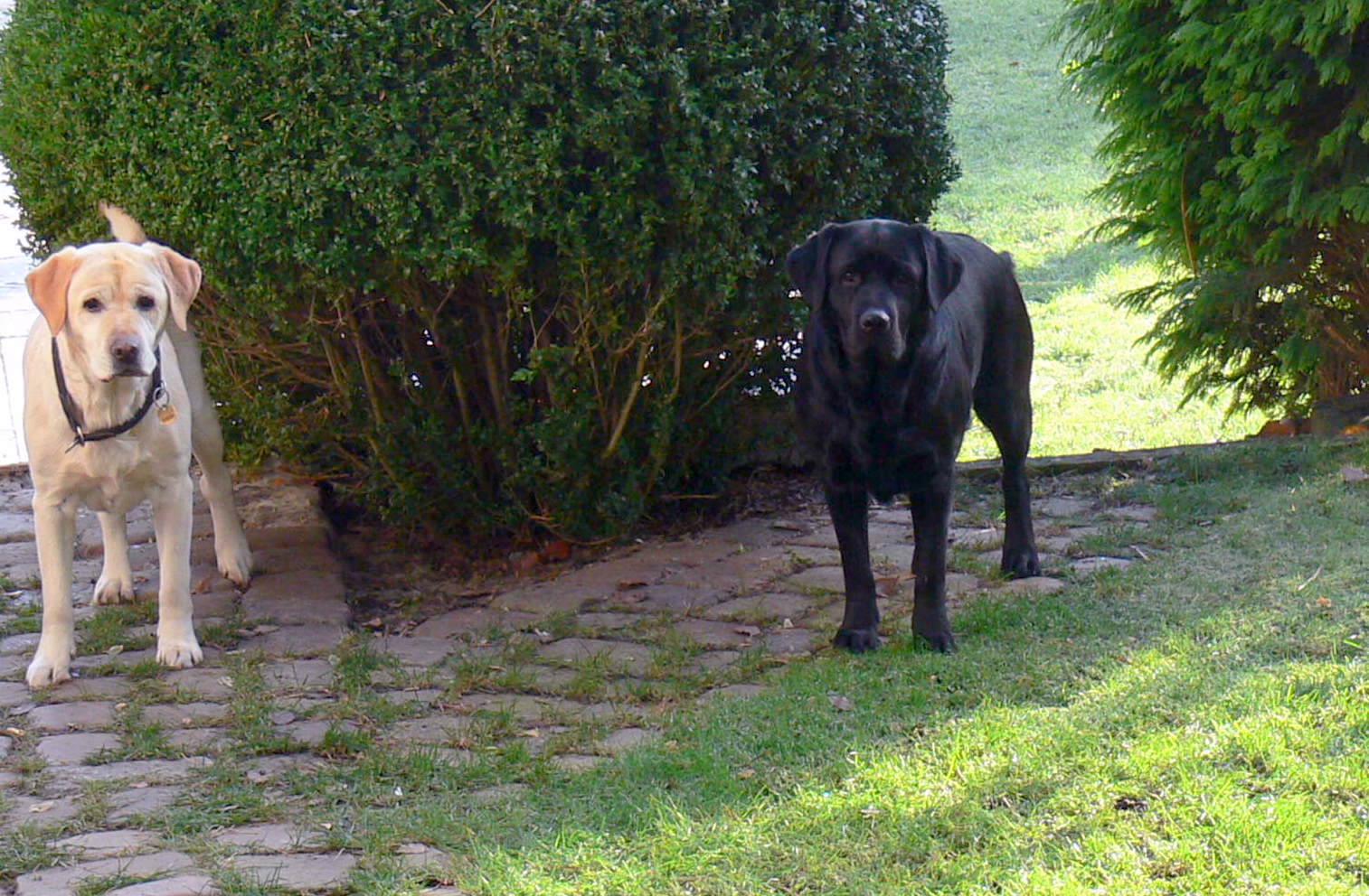 Casey a její mamka Abby 