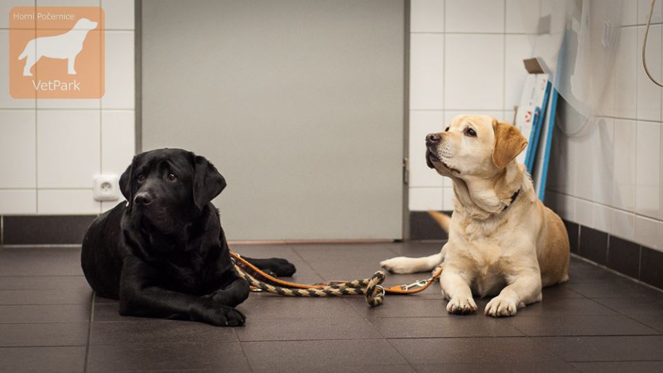 Casey a Abby na veterině