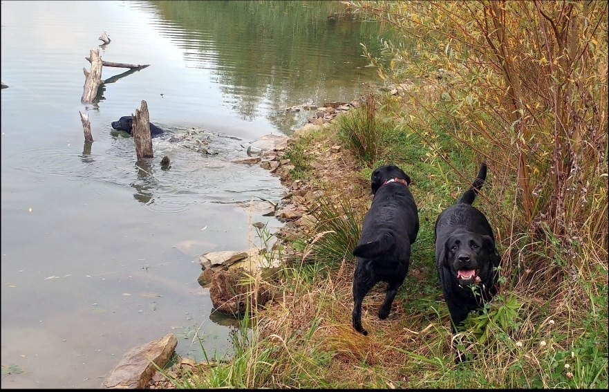 Růža (ve vodě), Casey (otočená) a Sandy