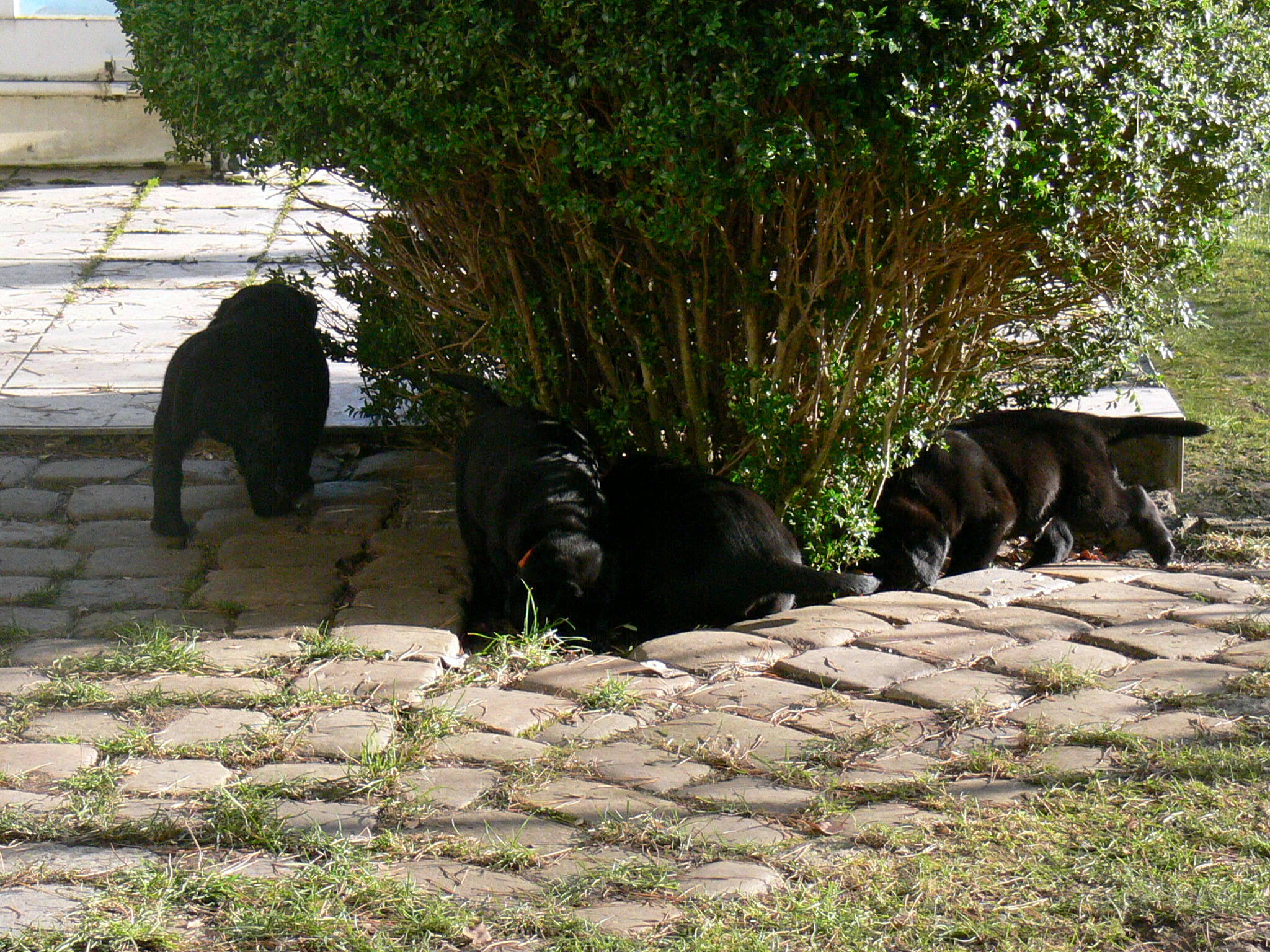 oškubaný buxus