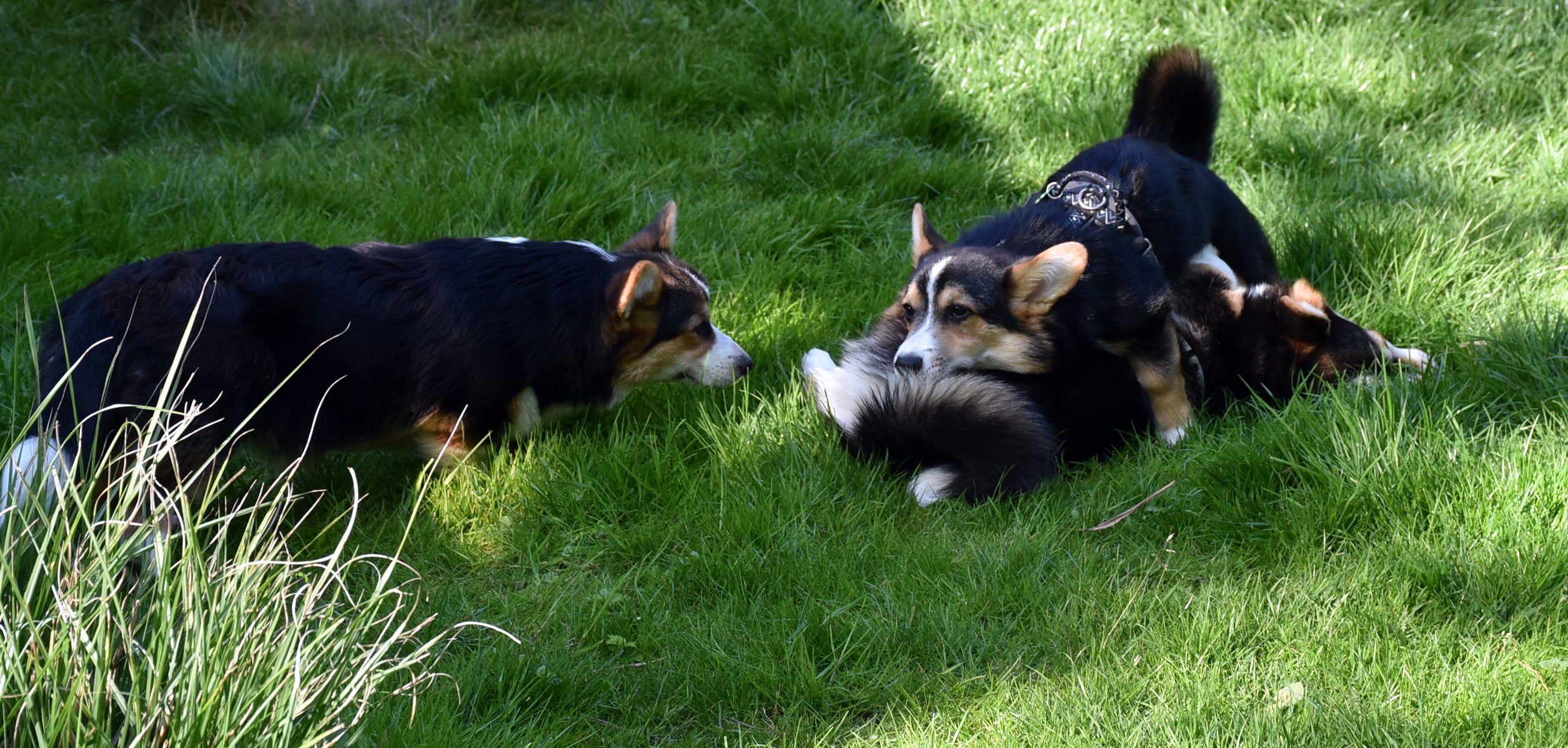 Aida, Frodo, Theo8
