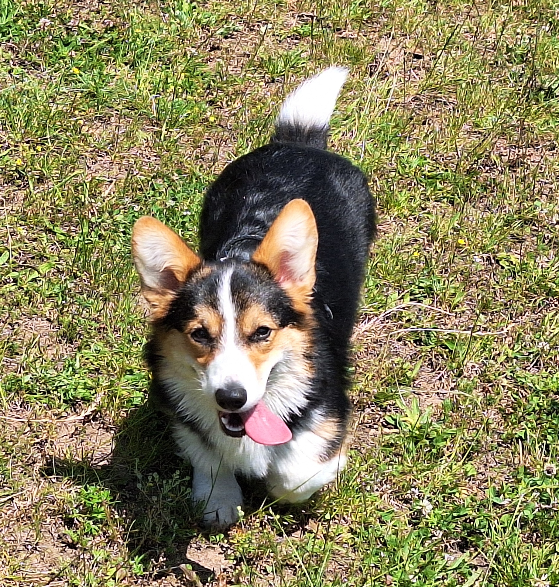 Aida