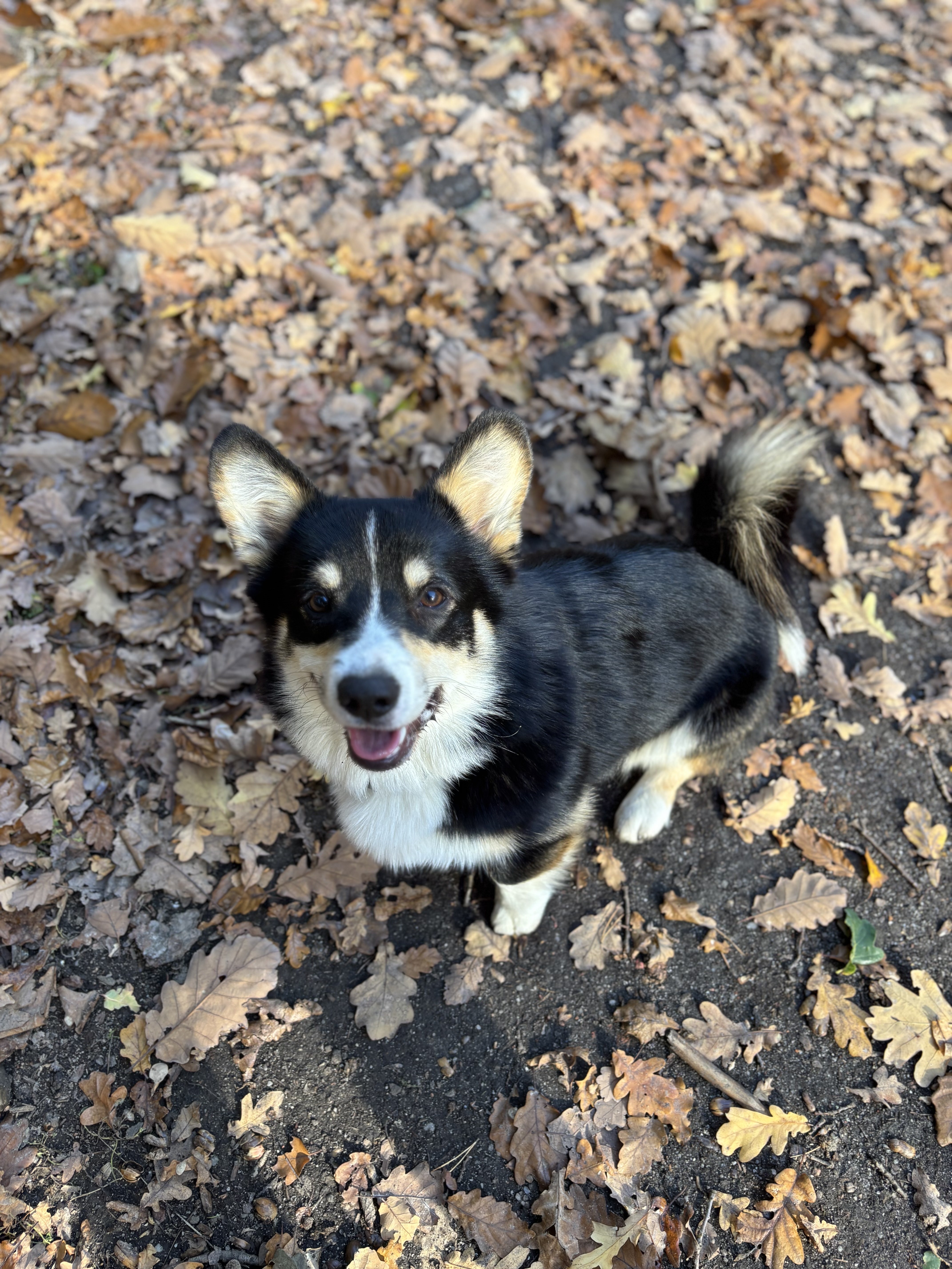 Archie_1.narozeniny2