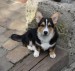 Frodo1