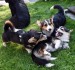 Aida, Frodo, Theo4
