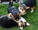Aida, Frodo, Theo7